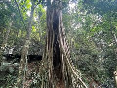 -中国科学院西双版纳热带植物园