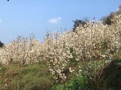 -樱桃山旅游景区