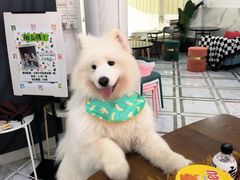 -星多哈·狗咖·拼豆·咖啡