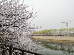 -桃花堤公园