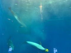 -华夏文旅海洋公园