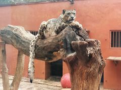 -青藏高原野生动物园