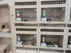 -唐小姐の私宠·宠物洗护美容·撸猫馆·购宠(周浦万达旗舰店)