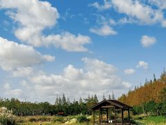 -上海长兴岛郊野公园