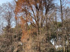 -上海共青森林公园