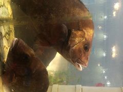 -巽寮印象美食部落餐厅·海鲜·地方特色菜(惠州体验店)