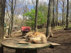 -宫城藏王狐狸村