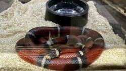 -Zoolung Zoolung动物主题公园(海信广场店)