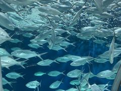 -上海海洋水族馆