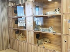 -猫十亿·布偶金渐层·曼基康矮脚猫舍(青年路店)