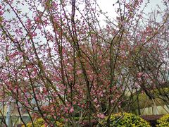 -阿勇鲁肉饭(龙茗路店)