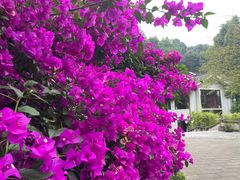 -都江堰普照寺