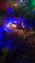 -恐龙探索乐园(磁器口店)