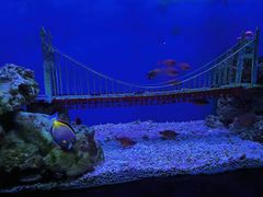 -太平洋海底世界