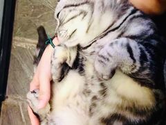 -猫咪博物馆(顶澳仔猫街店)