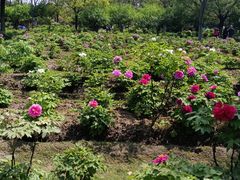 -合肥三国新城遗址公园