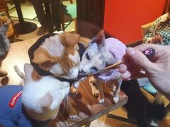 -猫色咖啡·猫咖