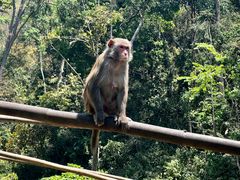 -西双版纳原始森林公园