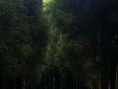 -武陵山森林公园
