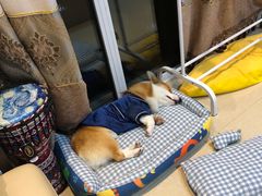 -喜多萌中农锦绣动物医院24H·猫科·牙科MRI·CT