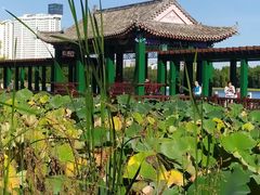 -莲花池公园
