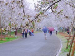 -顾村公园