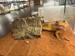 -帕帕拉兹宠物(亚洲旗舰店)