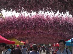 IMAG1032-南汇桃花村