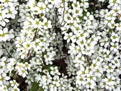 -郑州中国绿化博览园