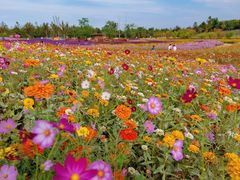 -上海共青森林公园