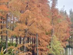 -上海长兴岛郊野公园