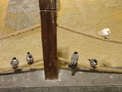 点击看大图 -酷嗒动物文化乐园(cutezoo西溪乐天城店)