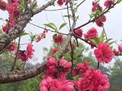 -南宁良凤江国家森林公园