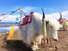 -青海湖国家重点风景名胜区