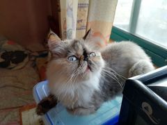 -PETKIT小佩宠物(昭化店)