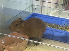 -怪兽屋·羊驼·猫咖·狗咖(俊华广场店)