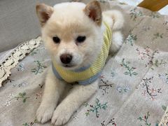 -柴犬小屋·柴餐厅·狗咖食堂(金鼎广场店)