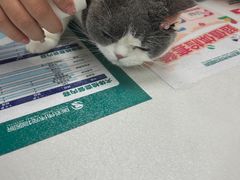 -伟伟宠物医院·CT影像中心·瑞派犬猫综合性门诊(汉口总院)