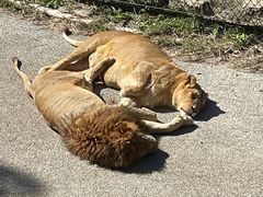 -大连森林动物园