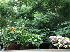 -平吉花卉市场