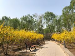 -大兴滨河森林公园