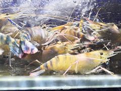 -农汤老店(顺联公园里店)