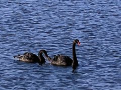 -盐城丹顶鹤湿地生态旅游区