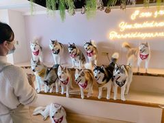 -Husky Go! 哈士奇体验馆·宠物咖啡厅狗咖