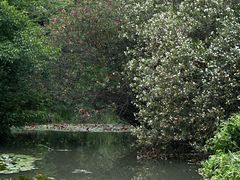 -洛阳市隋唐城遗址植物园