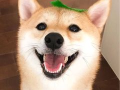 -小杨生煎(龙之梦购物中心店)