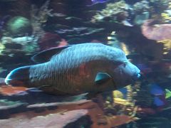 -迪拜帆船酒店海底餐厅