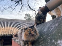 -大觉寺-停车场