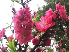 -桃花涧