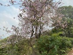 -广州市白云山风景名胜区